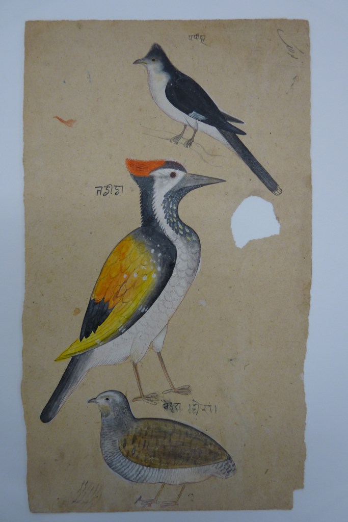 Three birds: Indian crested cuckoo,  woodpecker and  spotted quail. Opaque watercolour and black ink on handmade Indian paper. RV-3025-121
