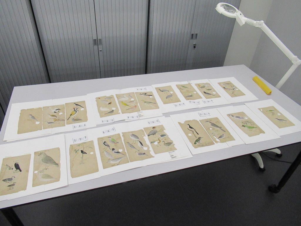 The series on the table for examination
